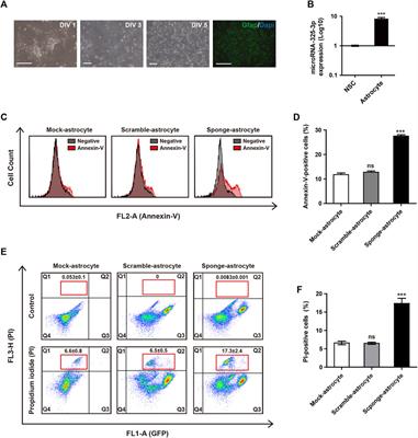 The role of microRNA-325-3p as a critical player in cell death in NSCs and astrocytes 